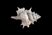 藏品(小翼法螺)的圖片